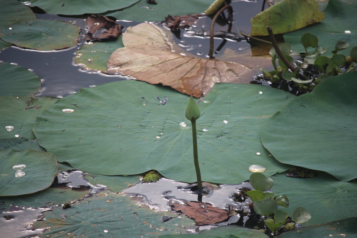 Nelumbo nucifera Gaertn.